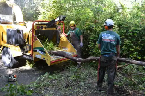 tree services Cascade-Chipita Park